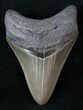 Gorgeous Megalodon Tooth - South Carolina #14112-1